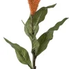 Celosia konstväxt