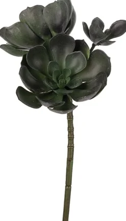 Echeveria konstväxt