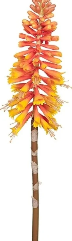 Kniphofia konstväxt