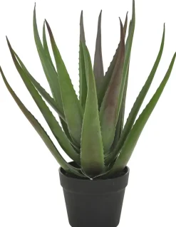 Konstväxt Alovera 50 cm hög