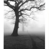 Posterworld - Motiv Dark Tree - 70 x 100 cm