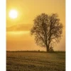 Posterworld - Motiv Lonely Tree - 50x70 cm