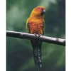 Posterworld - Motiv Parrot - 50x70 cm