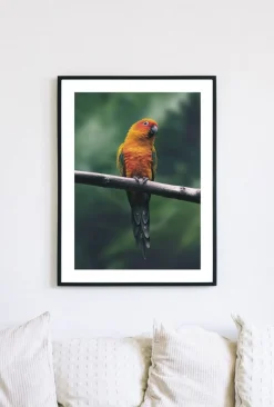 Posterworld - Motiv Parrot - 50x70 cm