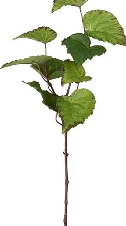 Rexbegonia konstväxt